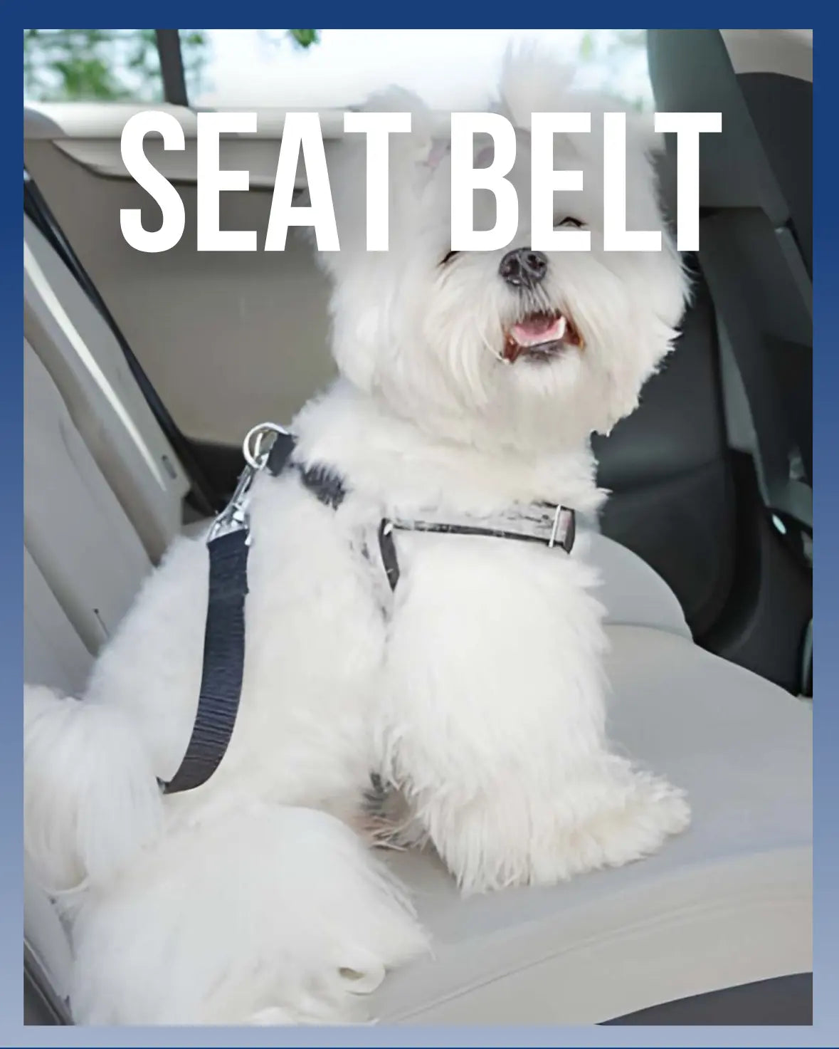 Dog Seat Belt
